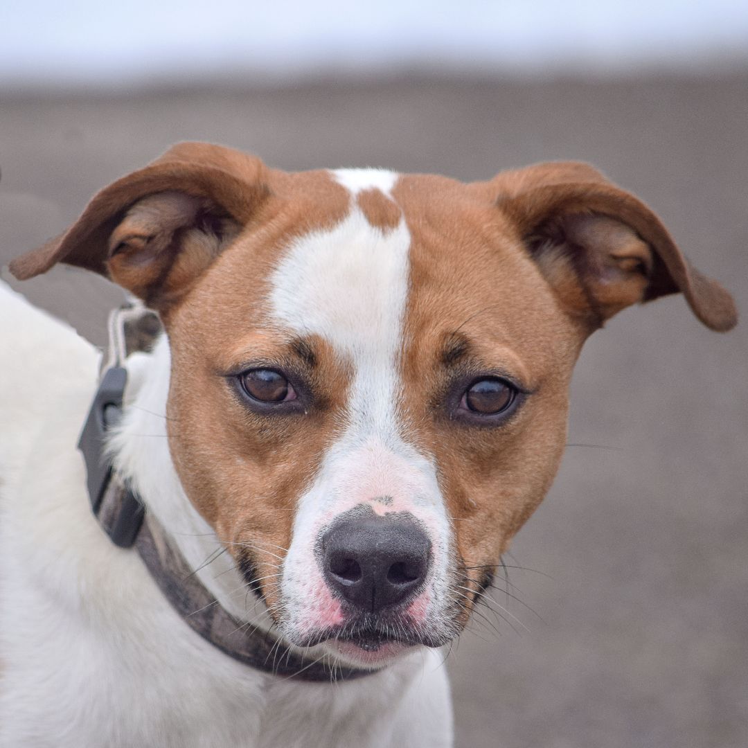 Ollie, a Adoptable mixed breed in Huntley, IL image 1/6