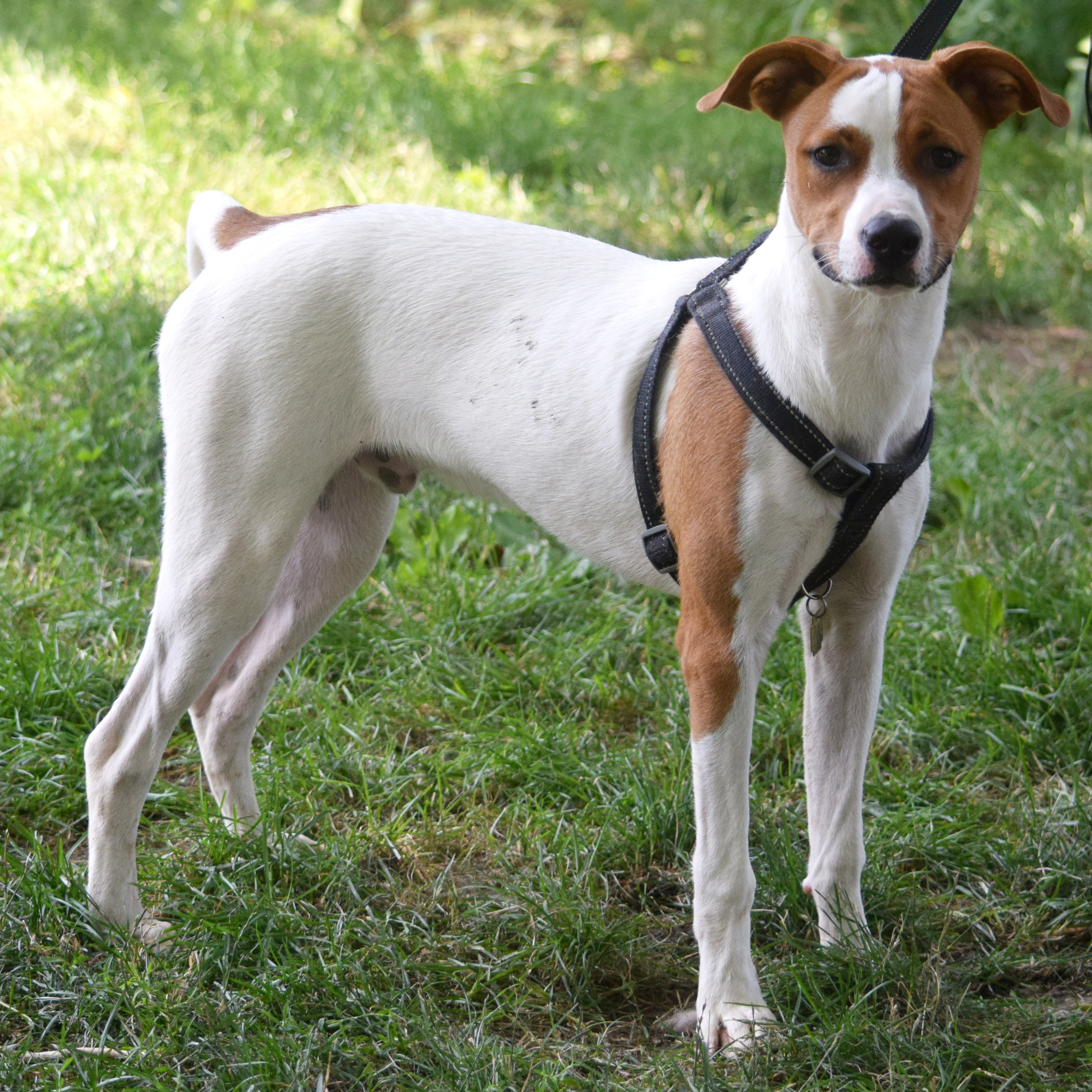 Ollie, a Adoptable mixed breed in Huntley, IL image 5/6