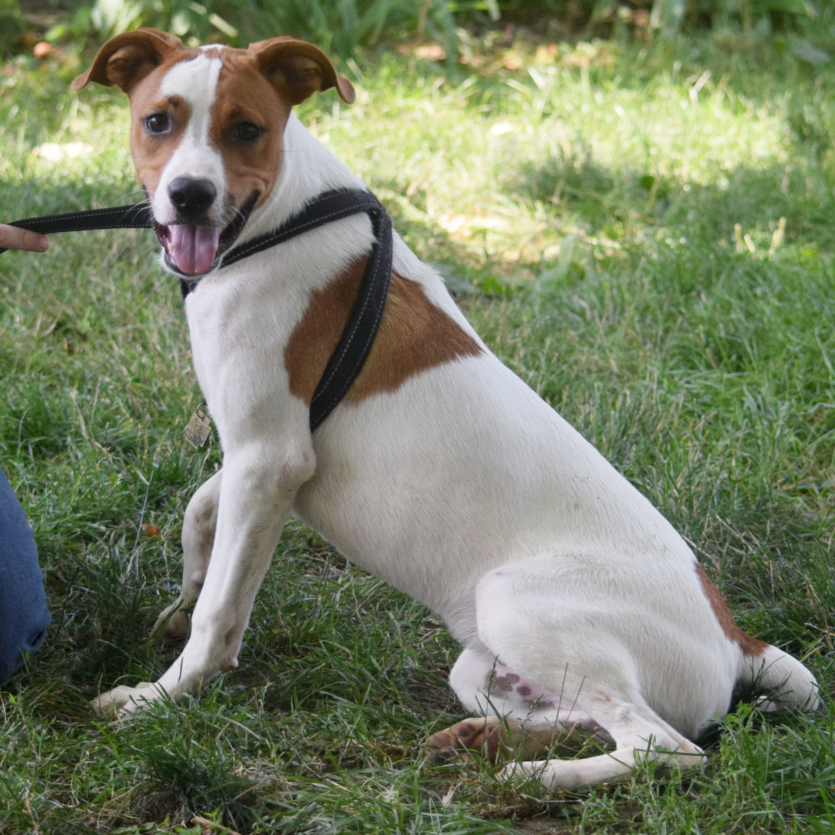 Ollie photo 6