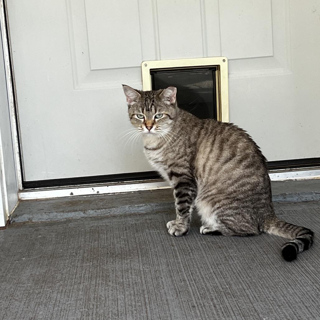 Gretel, Adoptable, Adult Female Siamese & Domestic Short Hair.