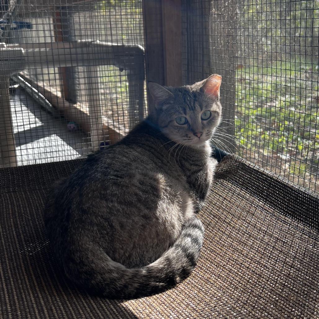 Gretel, Adoptable, Adult Female Siamese & Domestic Short Hair.