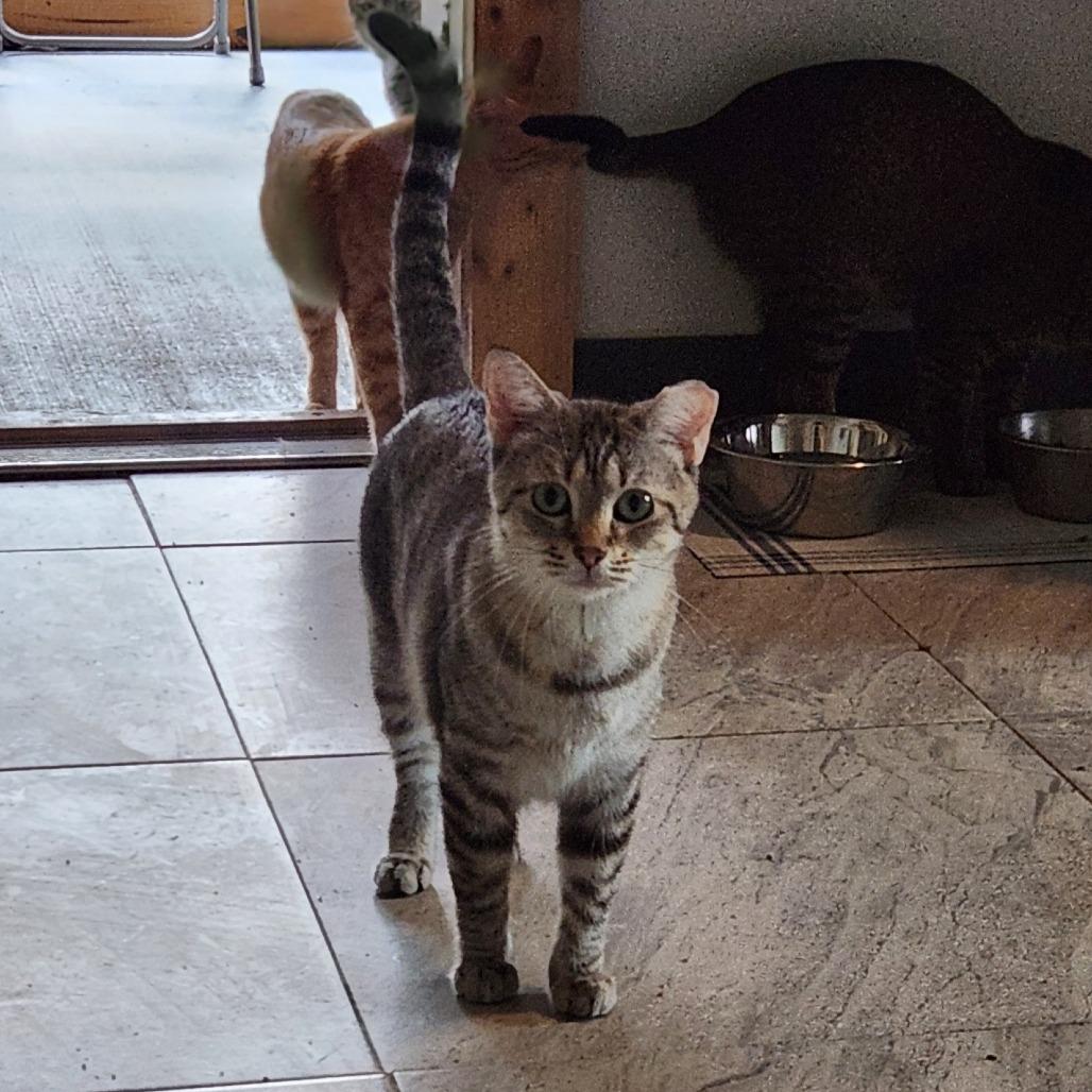 Gretel, Adoptable, Adult Female Siamese & Domestic Short Hair.