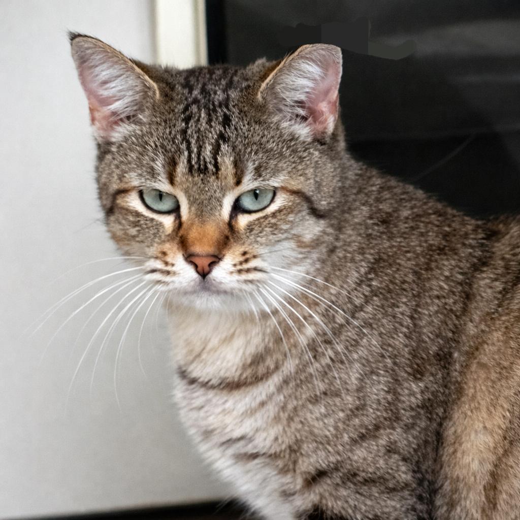 Enlarge Gretel, a Adoptable mixed breed in Brighton, MO image 2/6