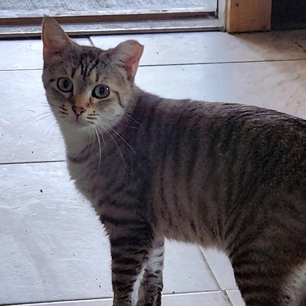 Enlarge Gretel, a Adoptable mixed breed in Brighton, MO image 3/6