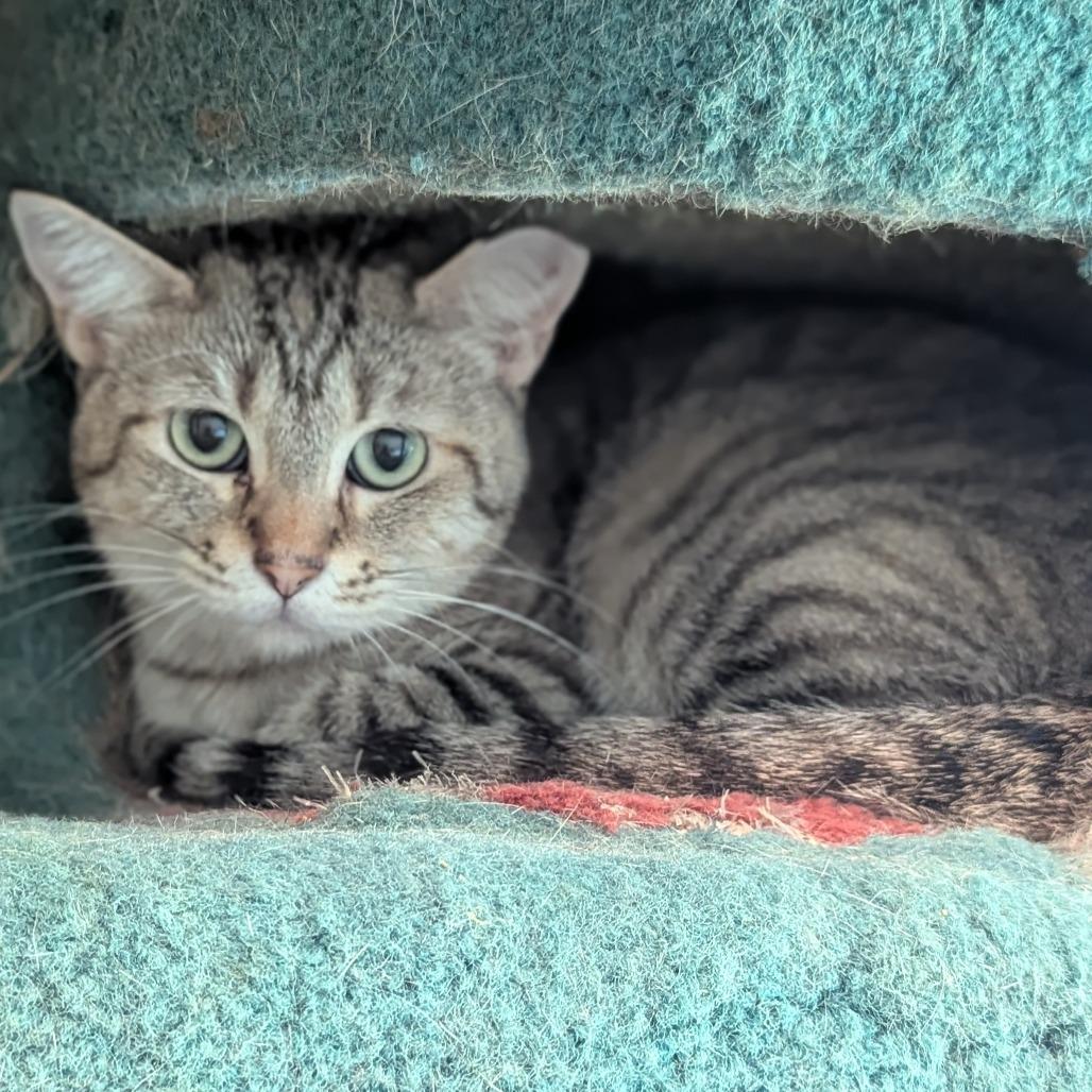 Enlarge Gretel, a Adoptable mixed breed in Brighton, MO image 5/6