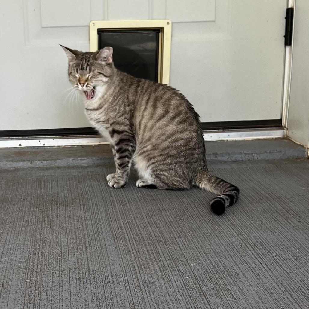 Gretel, a Adoptable mixed breed in Brighton, MO image 6/6