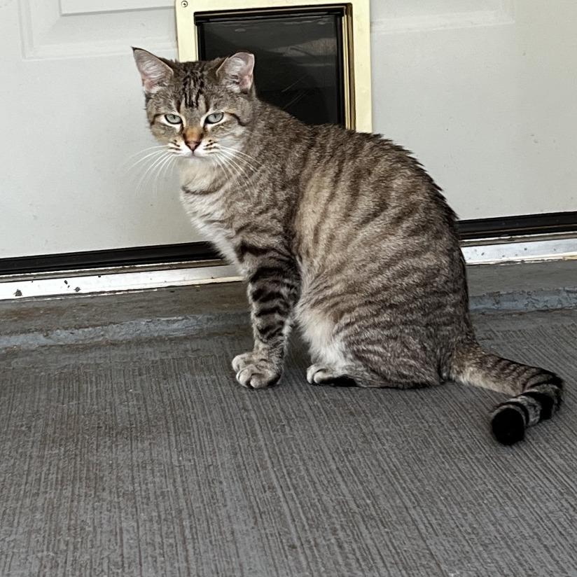 Enlarge Gretel, a Adoptable mixed breed in Brighton, MO image 5/6