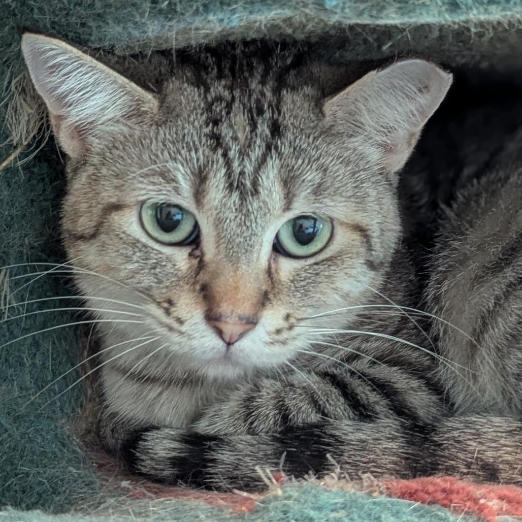 Enlarge Gretel, a Adoptable mixed breed in Brighton, MO image 6/6