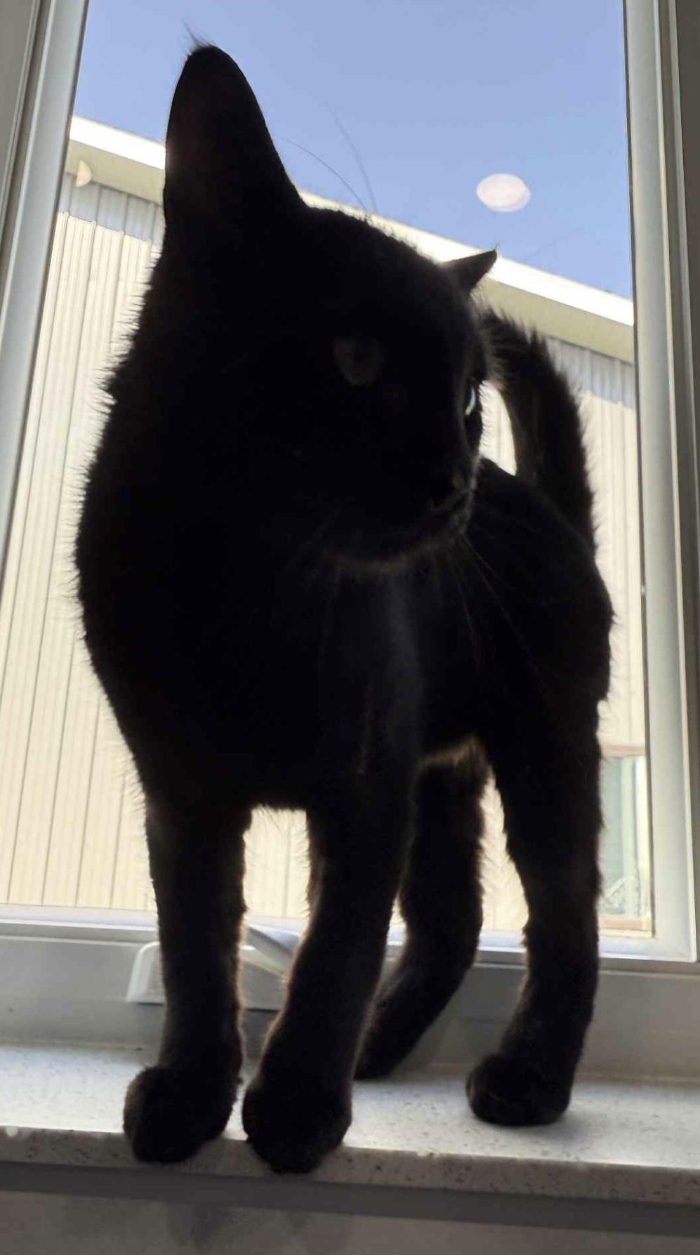 Nicky, an adoptable Domestic Short Hair in Sault Sainte Marie, MI, 49783 | Photo Image 3