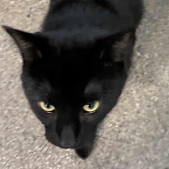 Nicky, an adoptable Domestic Short Hair in Sault Sainte Marie, MI, 49783 | Photo Image 1