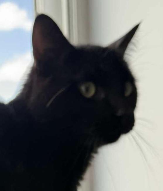 Nicky, an adoptable Domestic Short Hair in Sault Sainte Marie, MI, 49783 | Photo Image 4