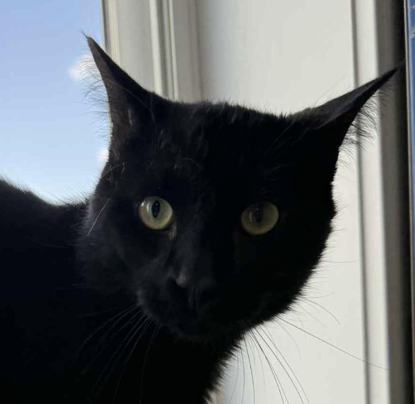 Nicky, an adoptable Domestic Short Hair in Sault Sainte Marie, MI, 49783 | Photo Image 2