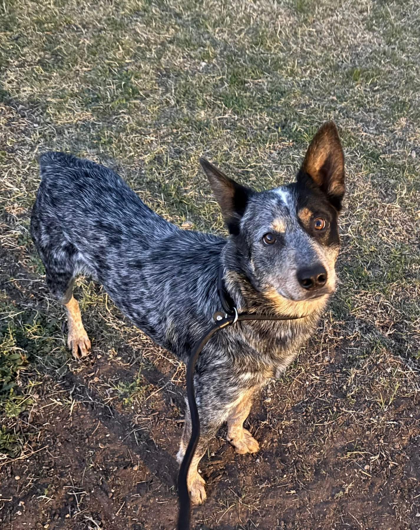Amos, an adopted Australian Cattle Dog / Blue Heeler in San Angelo, TX image 3/5