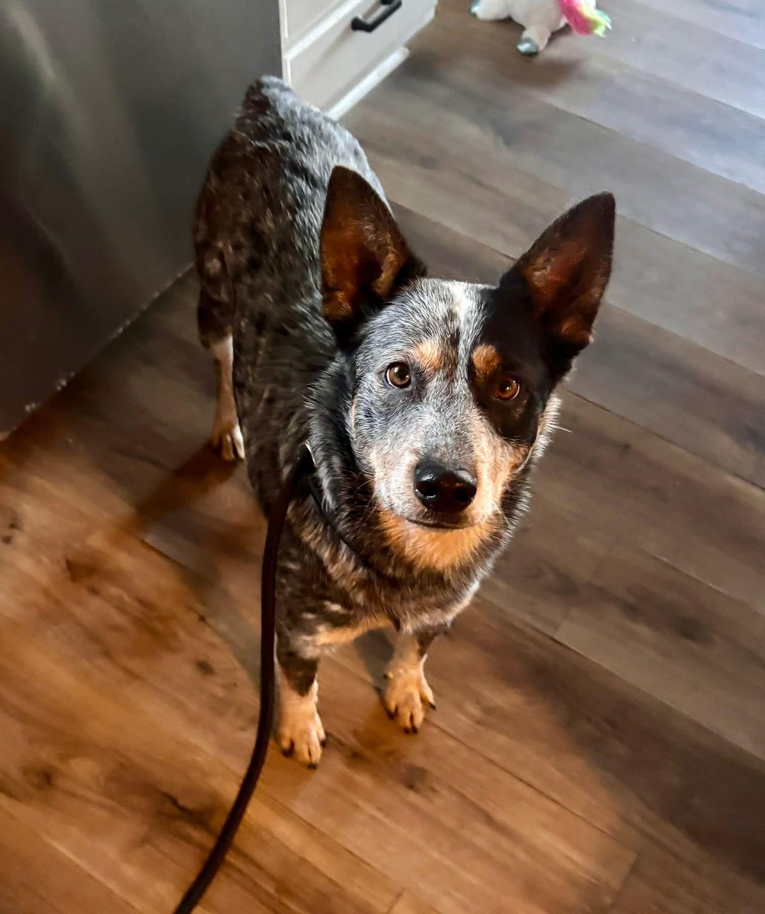 Amos, adopted, Young Male Australian Cattle Dog / Blue Heeler.
