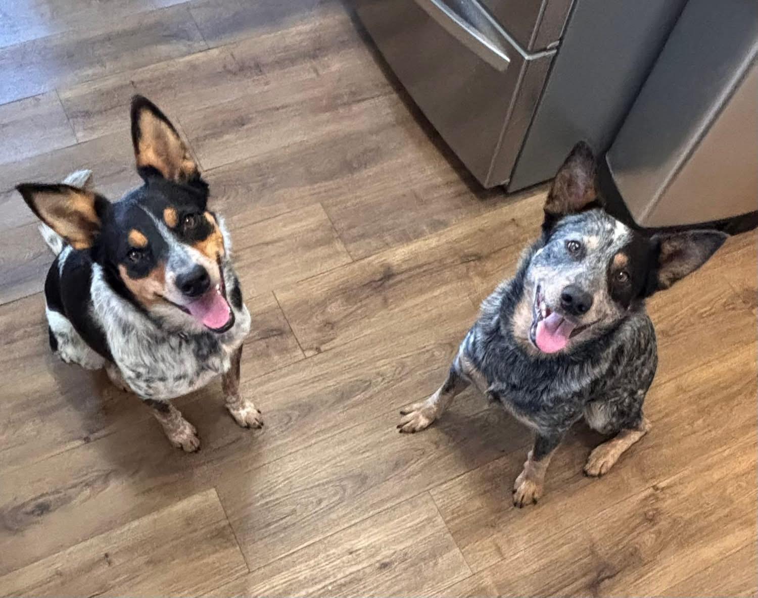 Amos, an adopted Australian Cattle Dog / Blue Heeler in San Angelo, TX image 4/5
