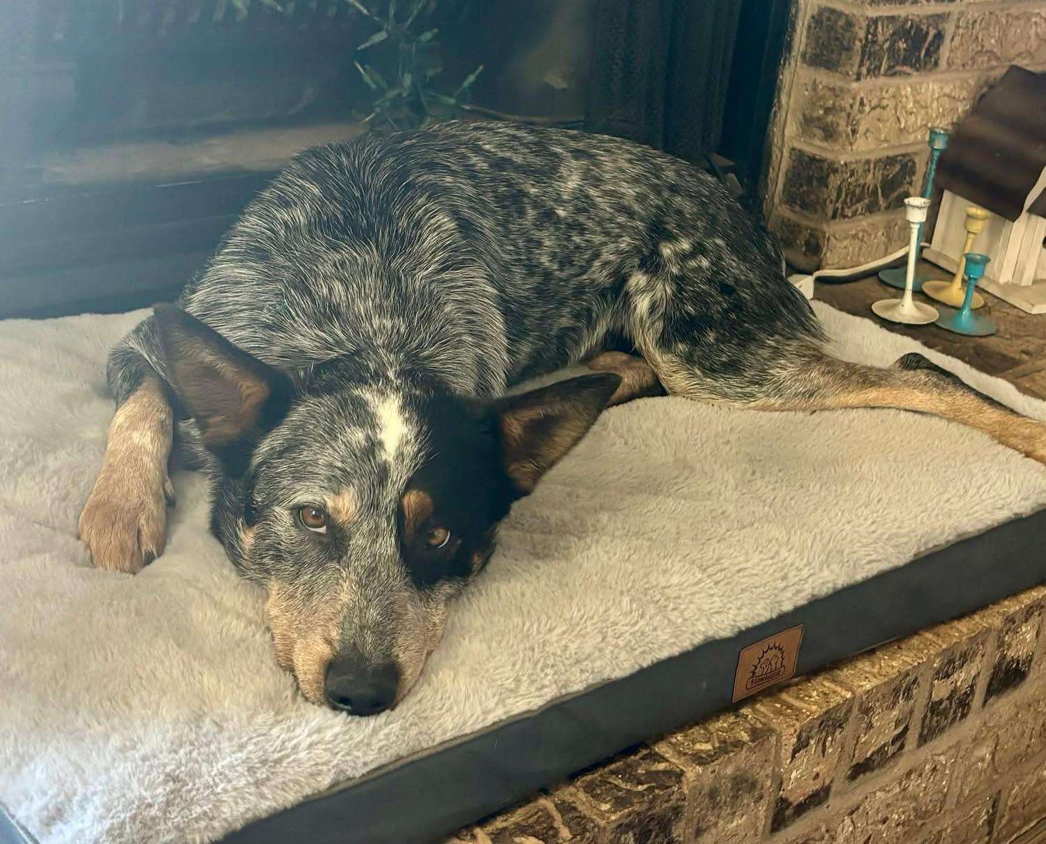 Amos, an adopted Australian Cattle Dog / Blue Heeler in San Angelo, TX image 2/5