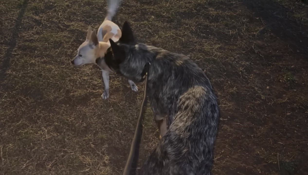 Enlarge Amos, an adopted Australian Cattle Dog / Blue Heeler in San Angelo, TX video 5/5