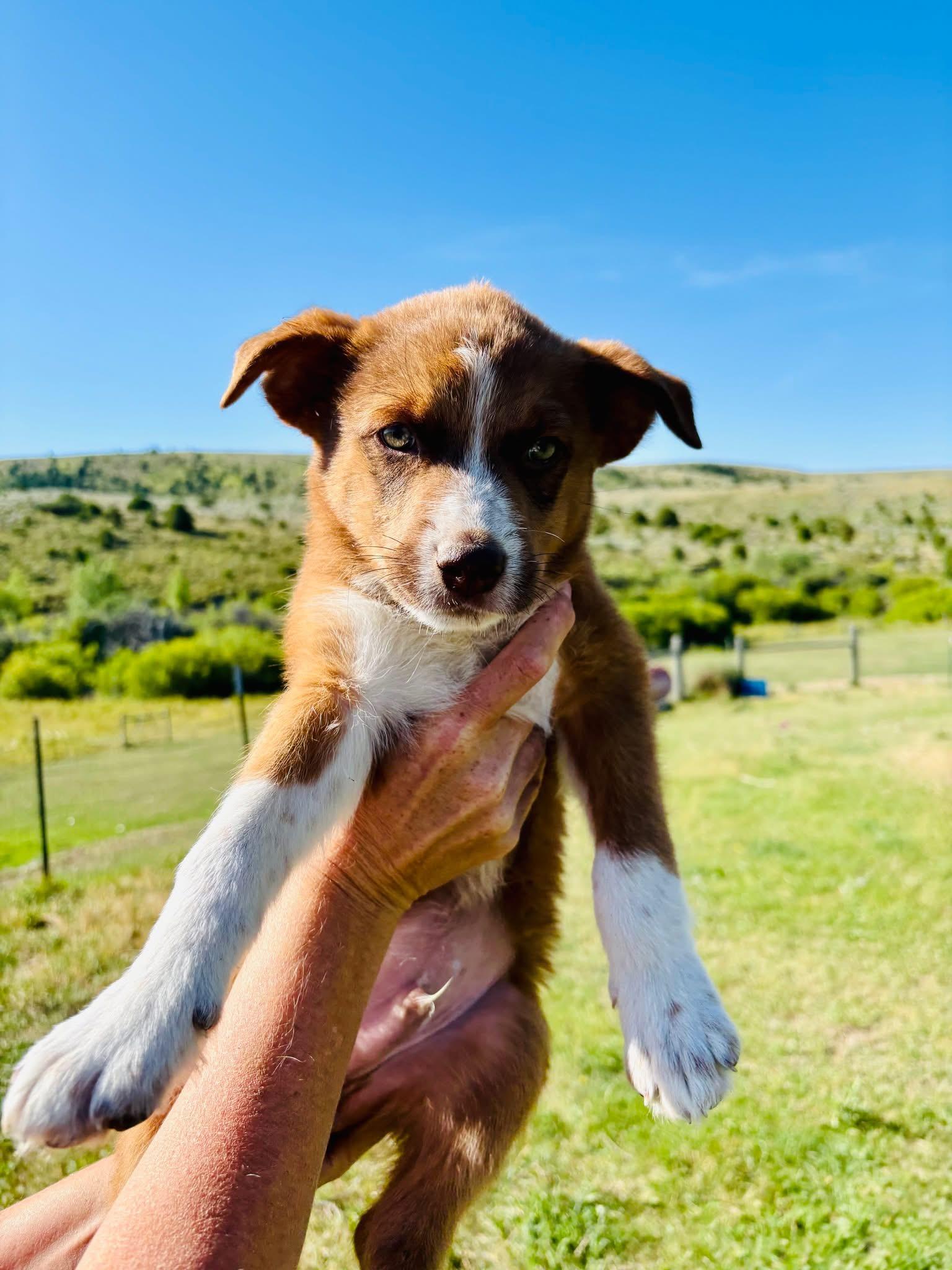 Tourmaline, an adoptable Mixed Breed in Wilsall, MT, 59086 | Photo Image 1