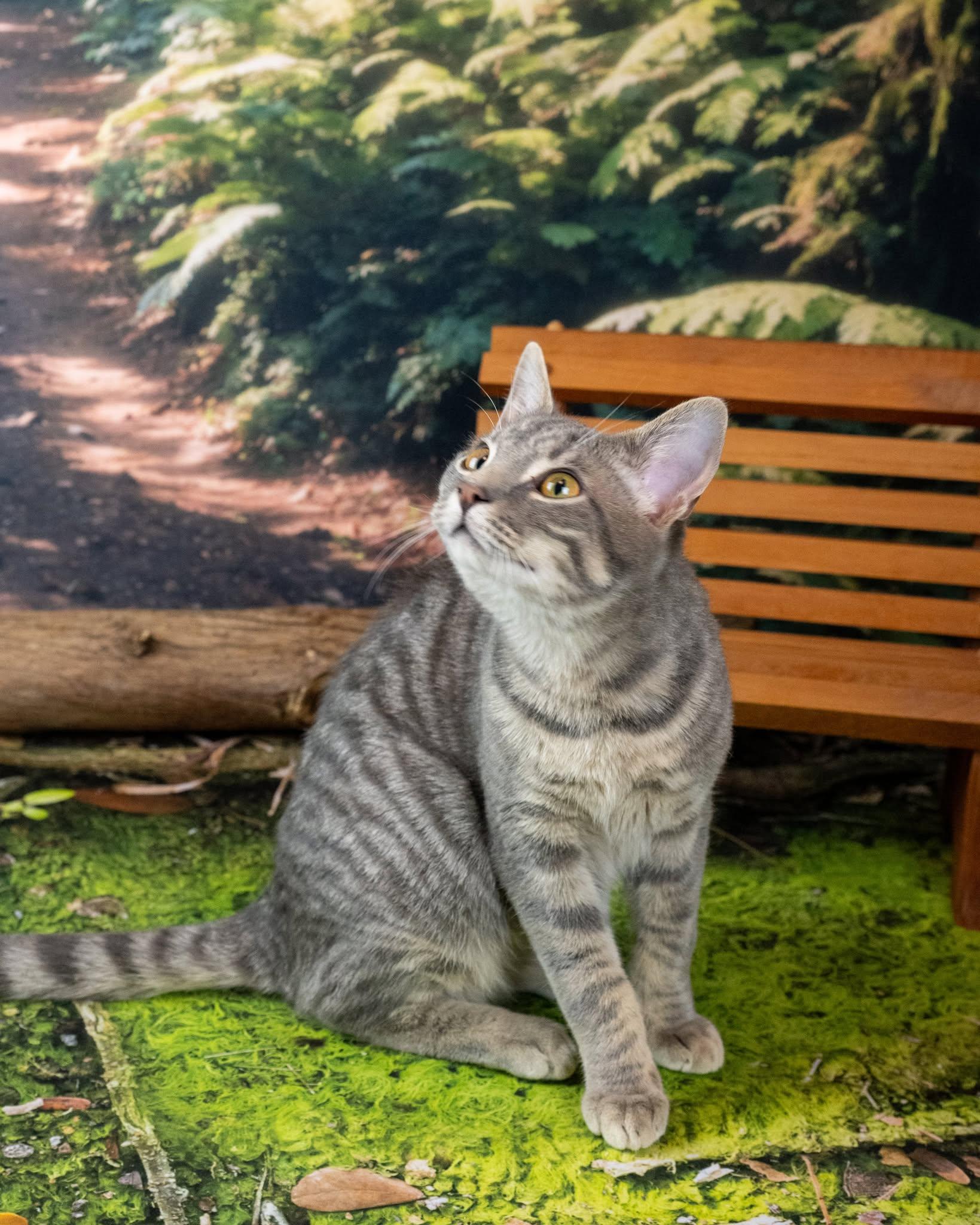 Enlarge sox, an adopted Domestic Short Hair in Lapeer, MI image 1/3