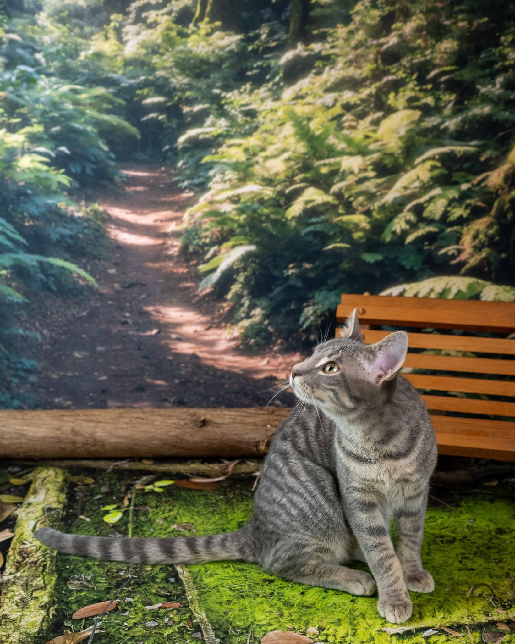 Enlarge sox, an adopted Domestic Short Hair in Lapeer, MI image 2/3