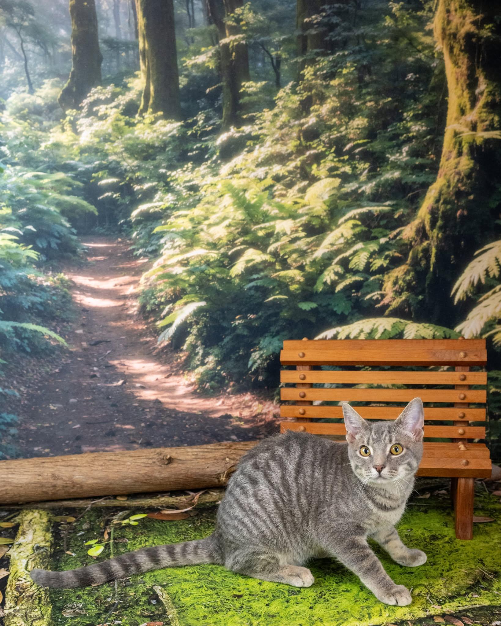 Enlarge sox, an adopted Domestic Short Hair in Lapeer, MI image 3/3