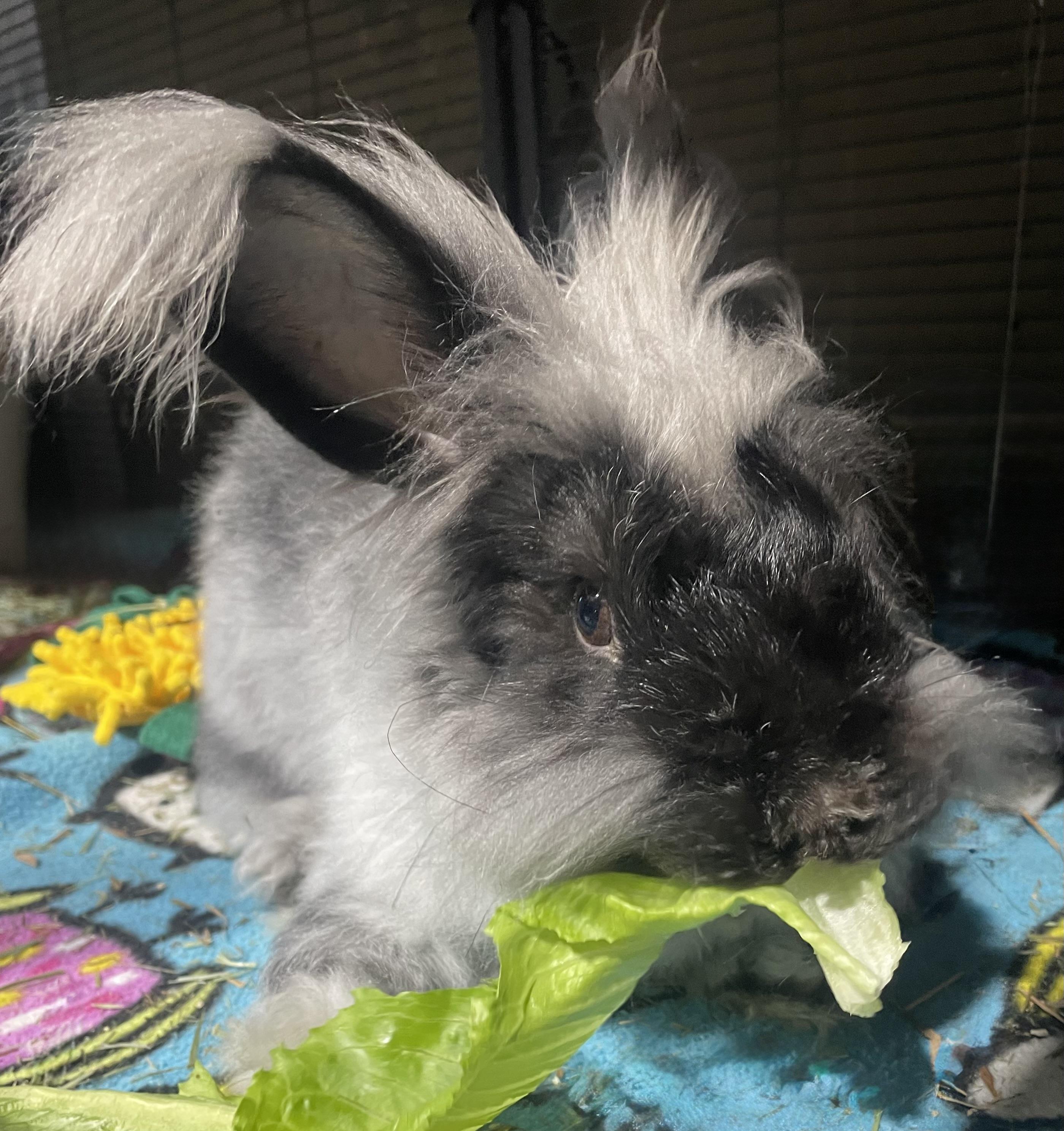 Enlarge Edward, a ADOPTABLE Angora Rabbit in Howell, NJ image 2/3