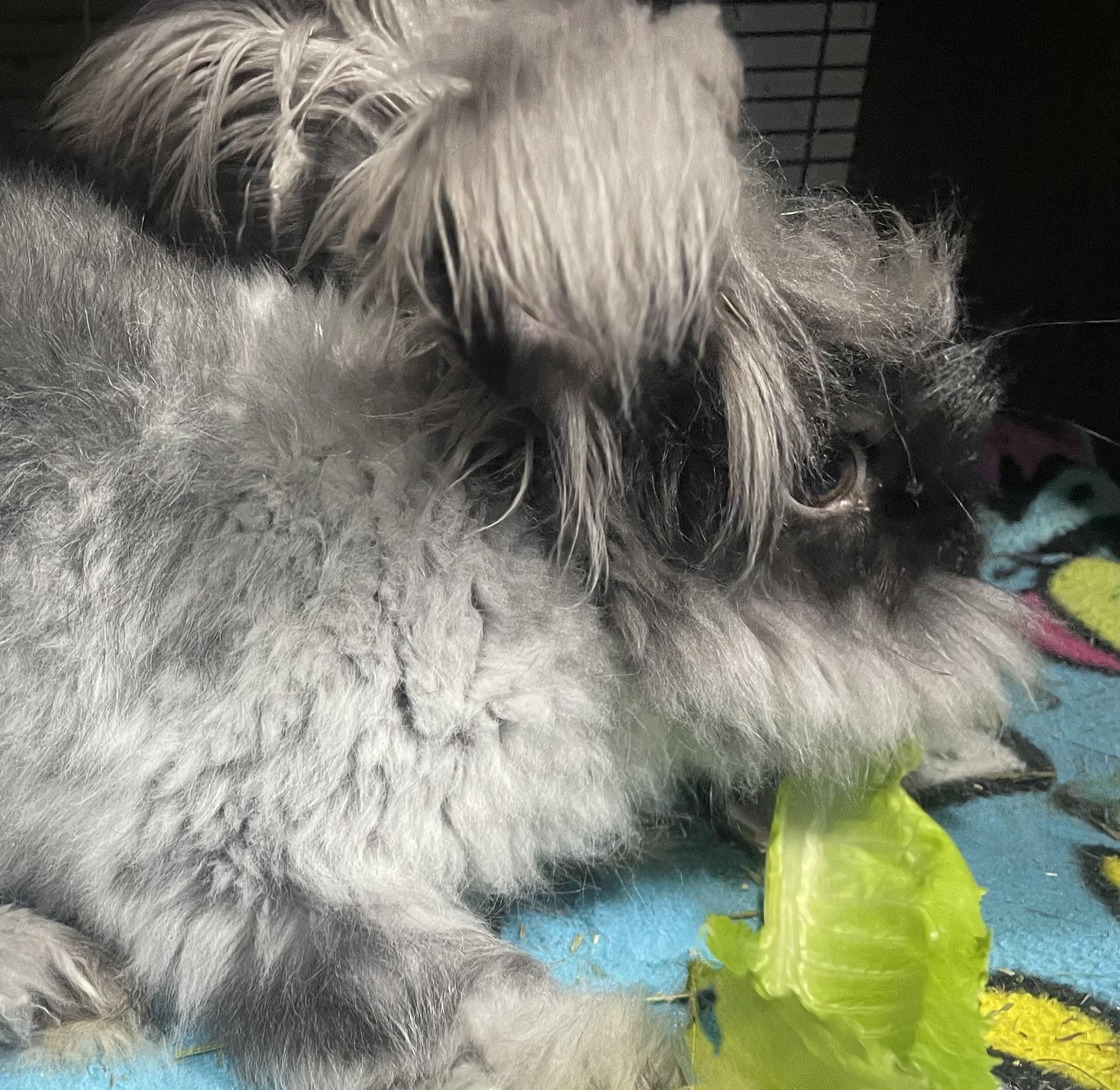 Enlarge Edward, a ADOPTABLE Angora Rabbit in Howell, NJ image 3/3