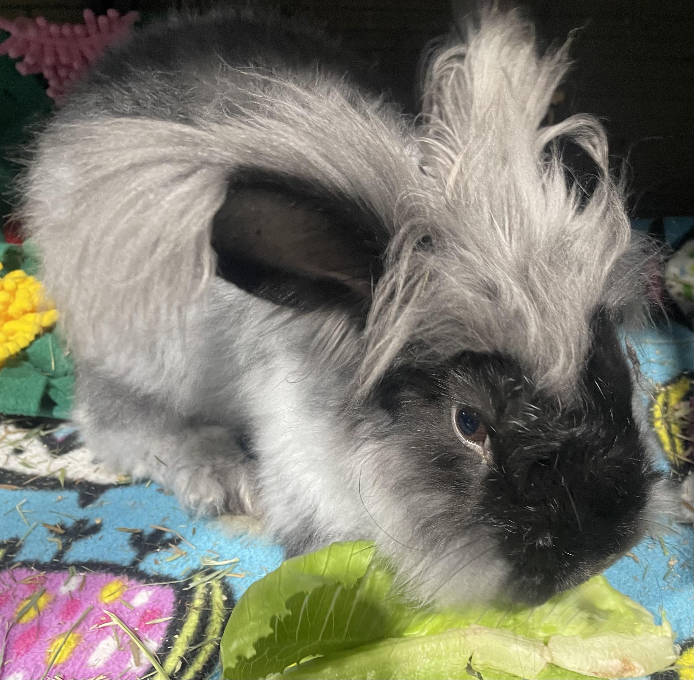 Enlarge Edward, a ADOPTABLE Angora Rabbit in Howell, NJ image 1/3