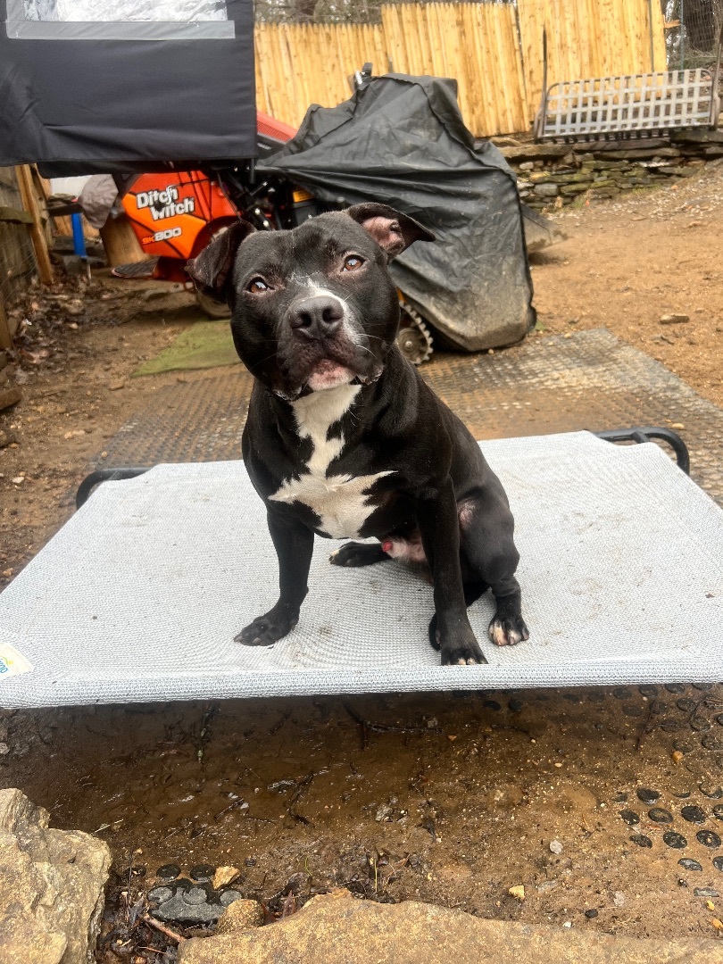 Enlarge Sebastian, a Adopted mixed breed in Sturbridge, MA image 1/12