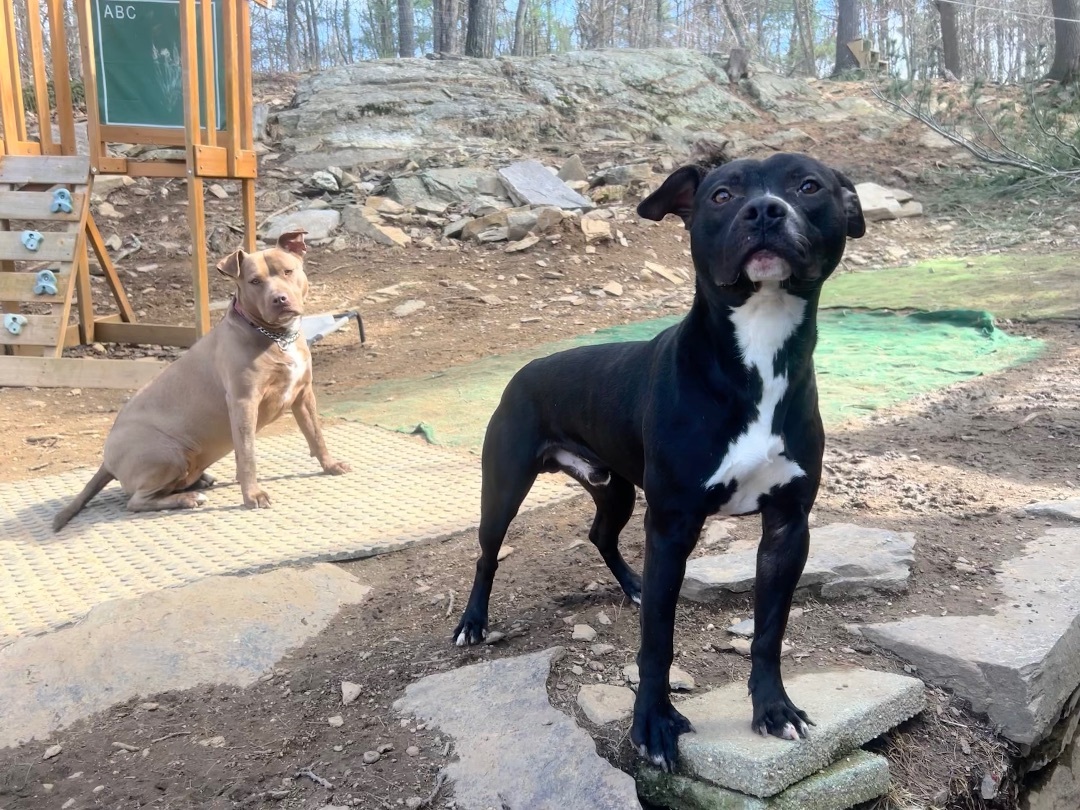 Enlarge Sebastian, a Adopted mixed breed in Sturbridge, MA image 2/12