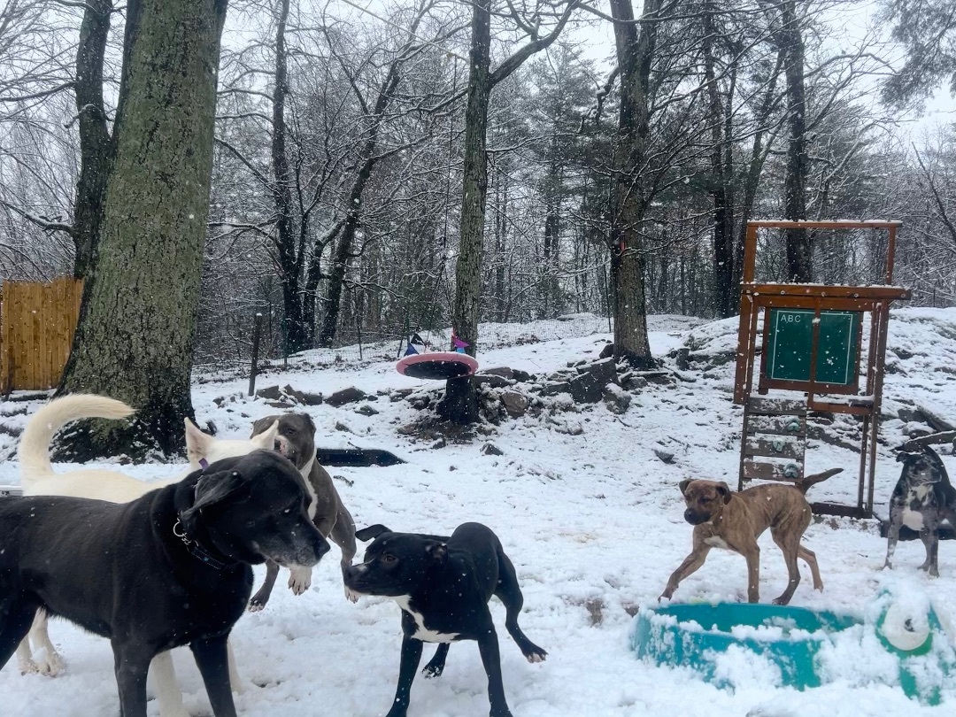 Enlarge Sebastian, a Adopted mixed breed in Sturbridge, MA image 3/12