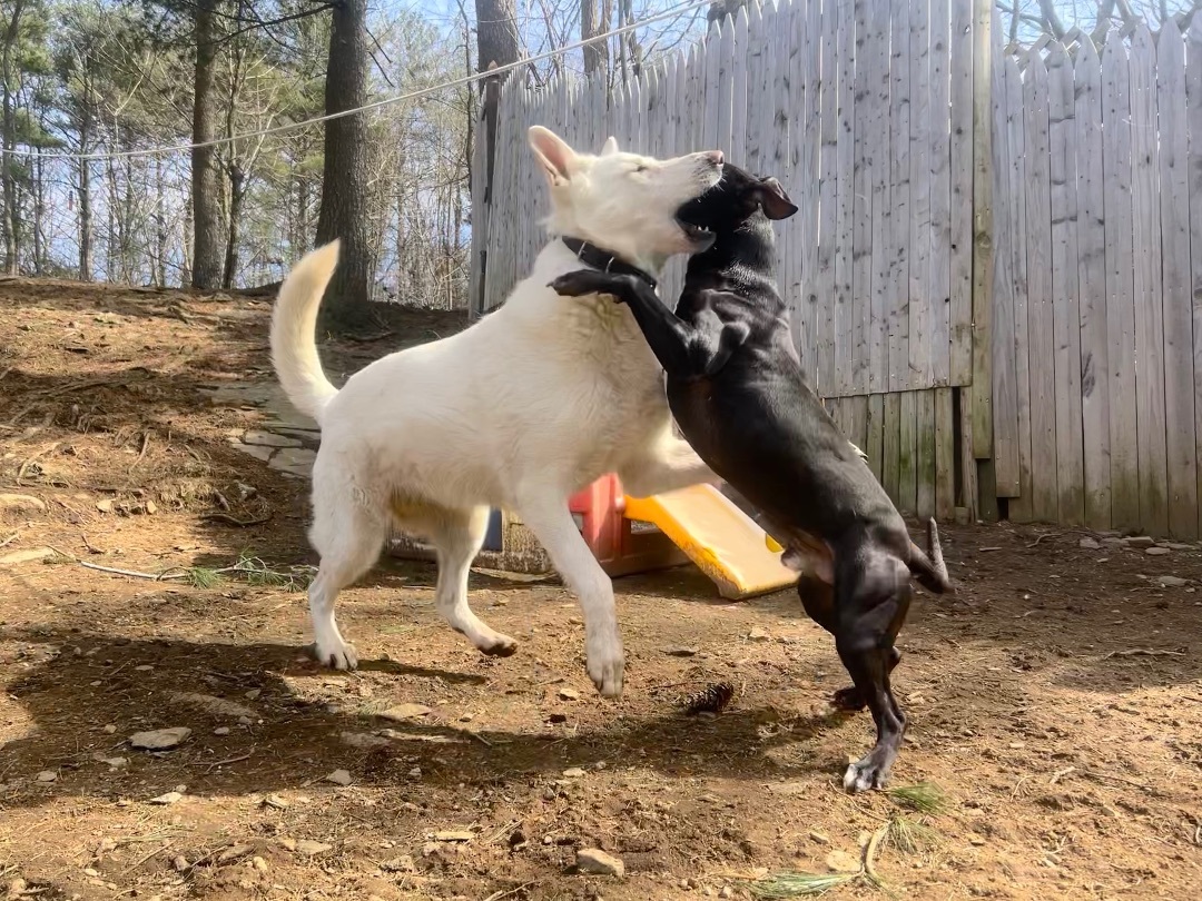 Enlarge Sebastian, a Adopted mixed breed in Sturbridge, MA image 4/12