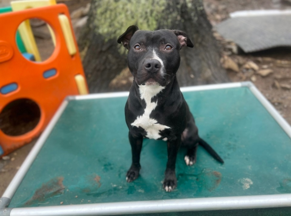 Enlarge Sebastian, a Adopted mixed breed in Sturbridge, MA image 5/12