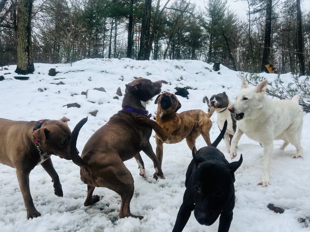 Enlarge Sebastian, a Adopted mixed breed in Sturbridge, MA image 6/12