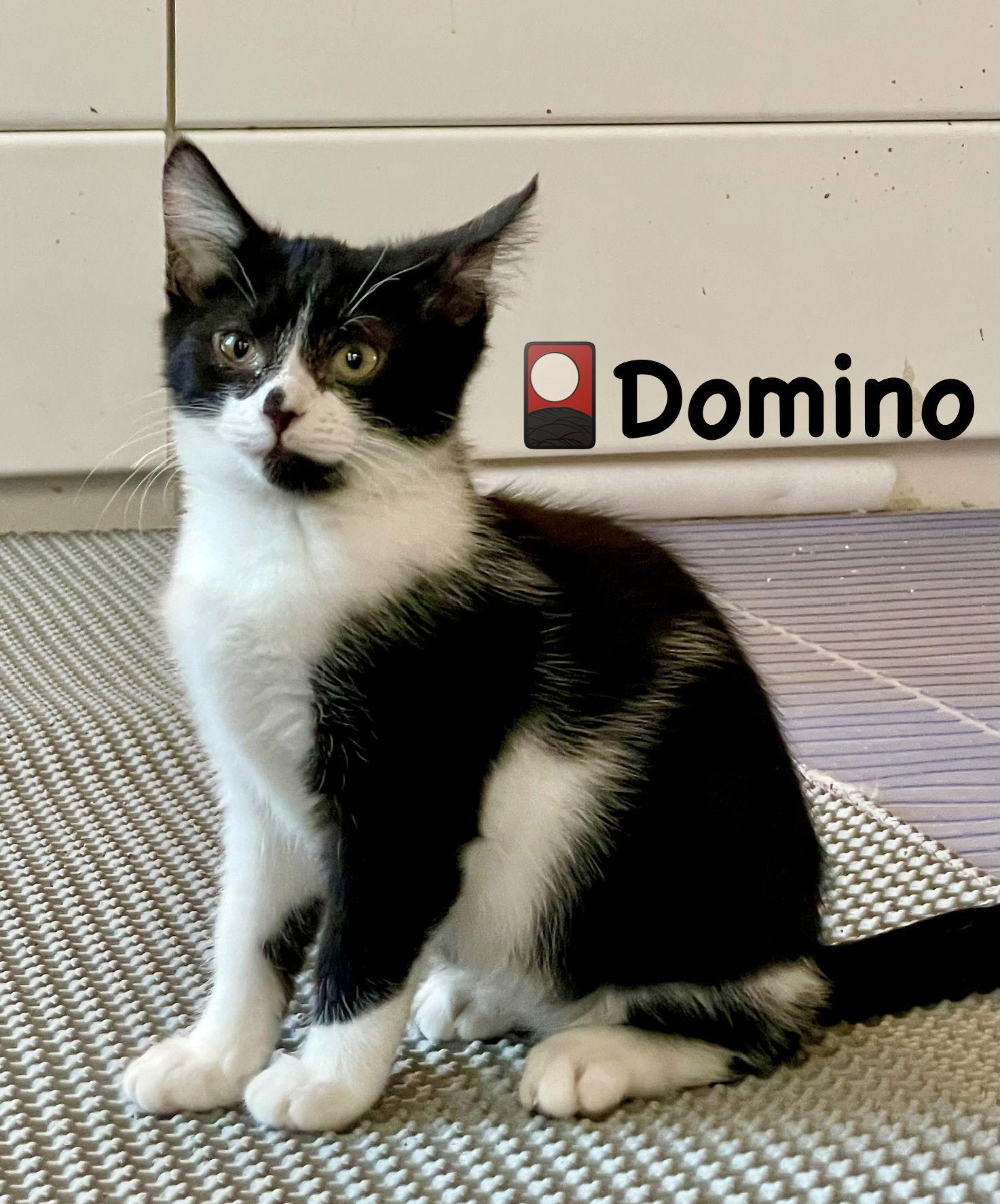 Domino, Adoptable, Kitten Male Domestic Short Hair.