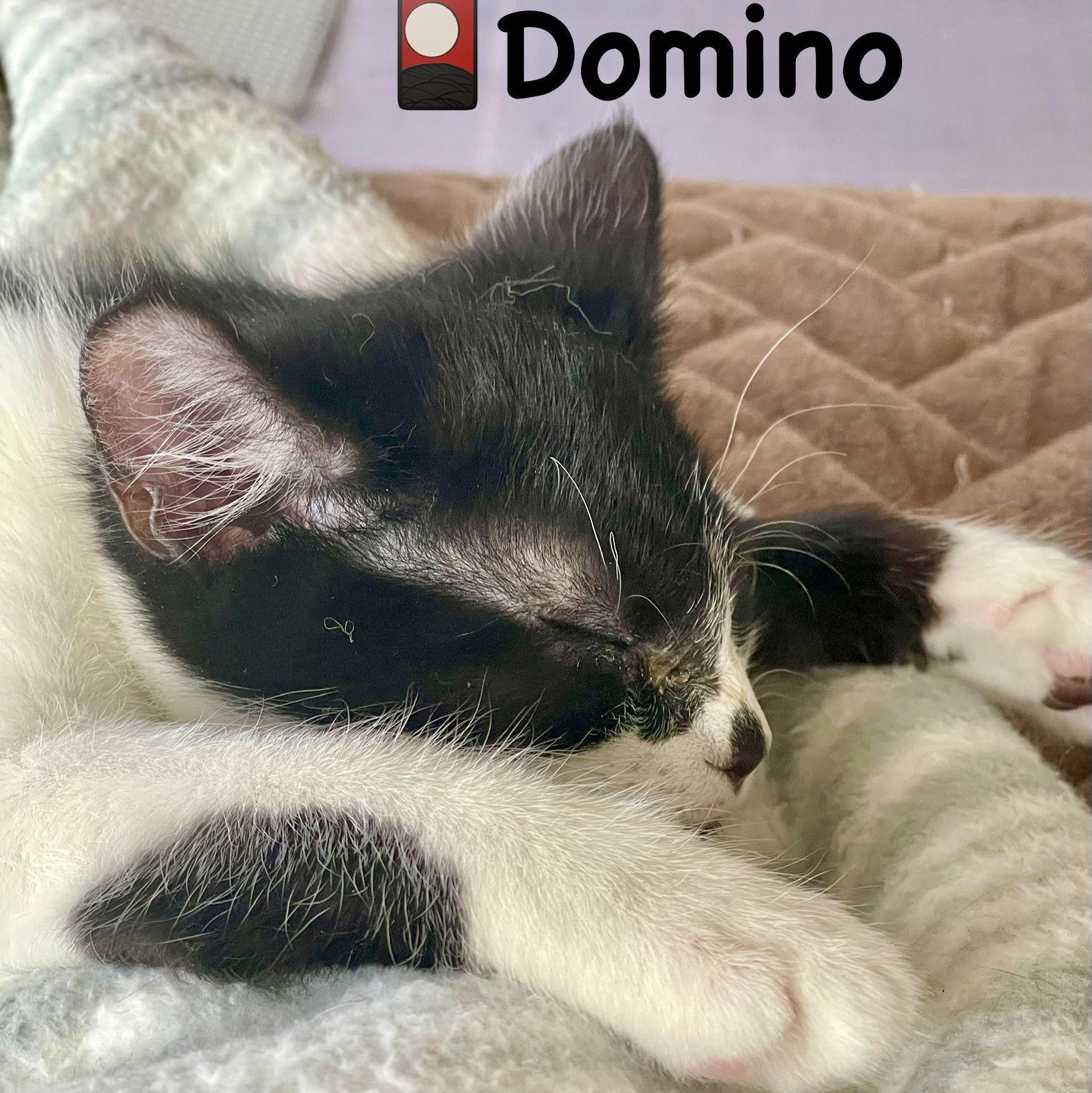 Domino, Adoptable, Kitten Male Domestic Short Hair.