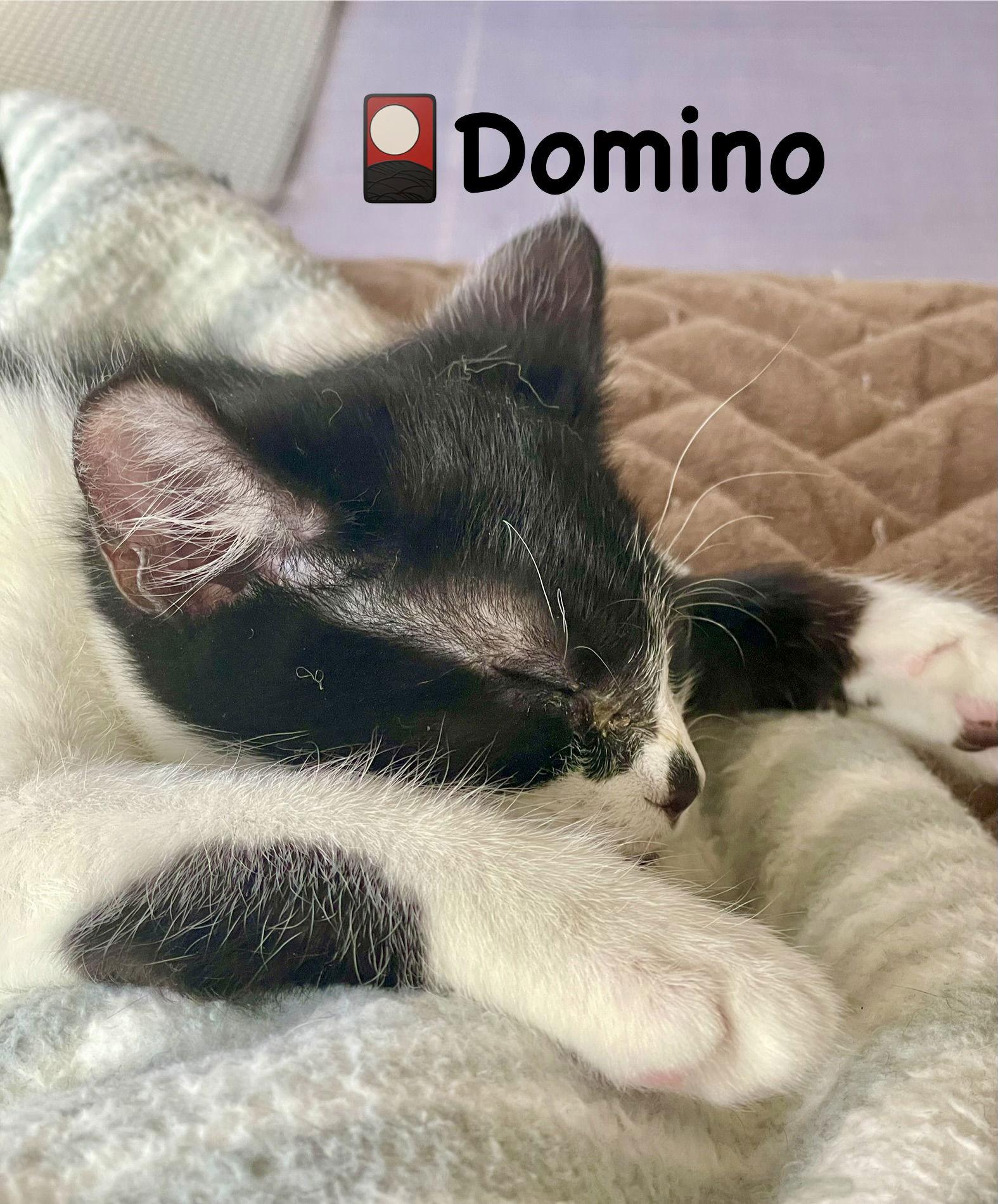 Enlarge Domino, a Adoptable Domestic Short Hair in Reston, VA image 2/3