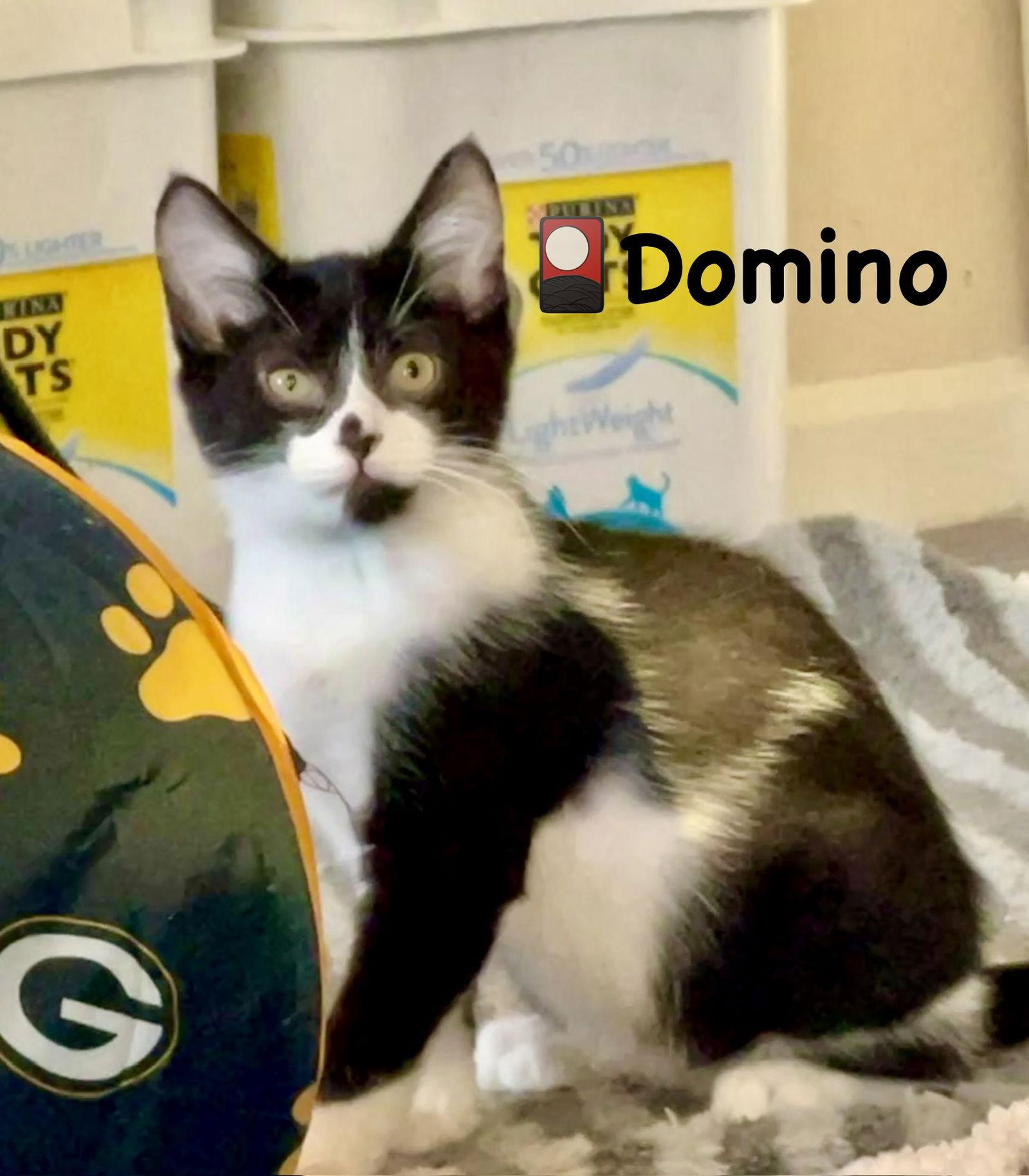 Enlarge Domino, a Adoptable Domestic Short Hair in Reston, VA image 3/3