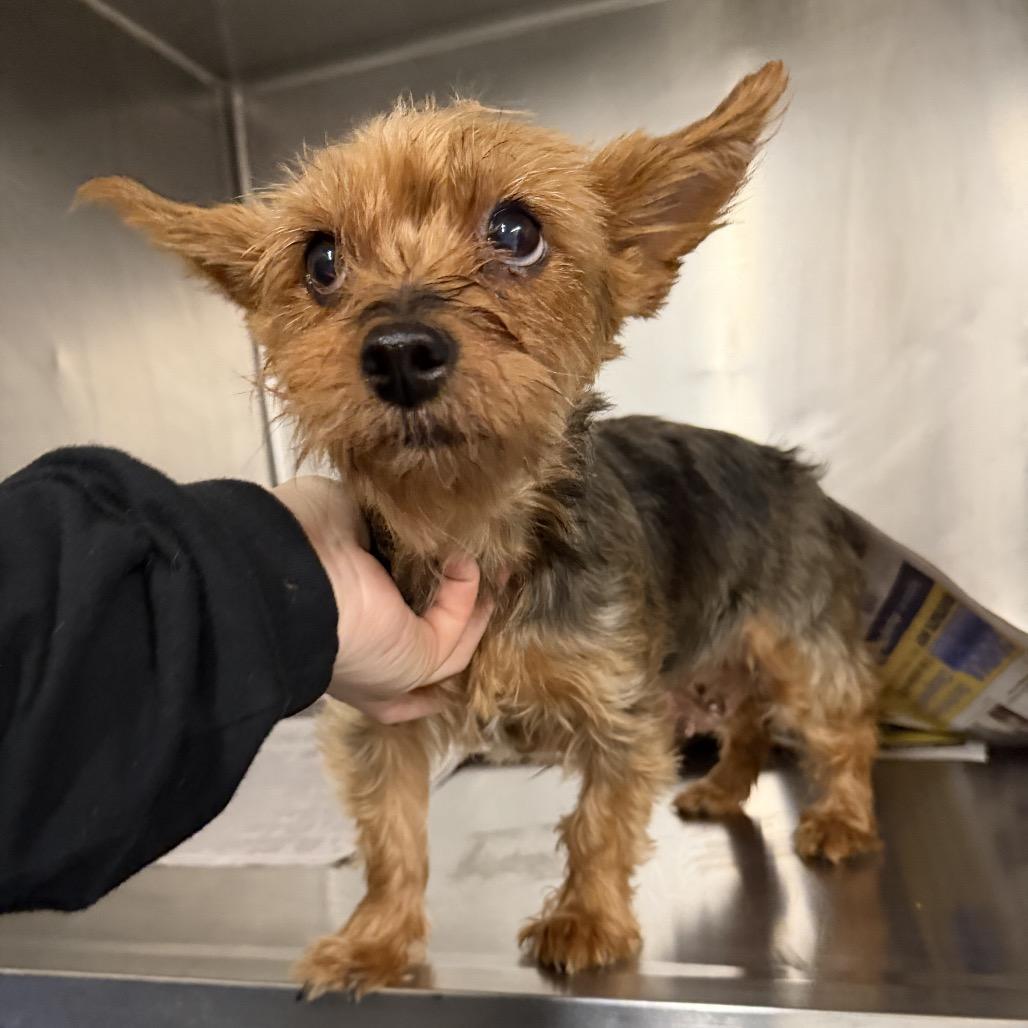 Enlarge Mimi, a Adoptable Yorkshire Terrier in Northbrook, IL image 1/3