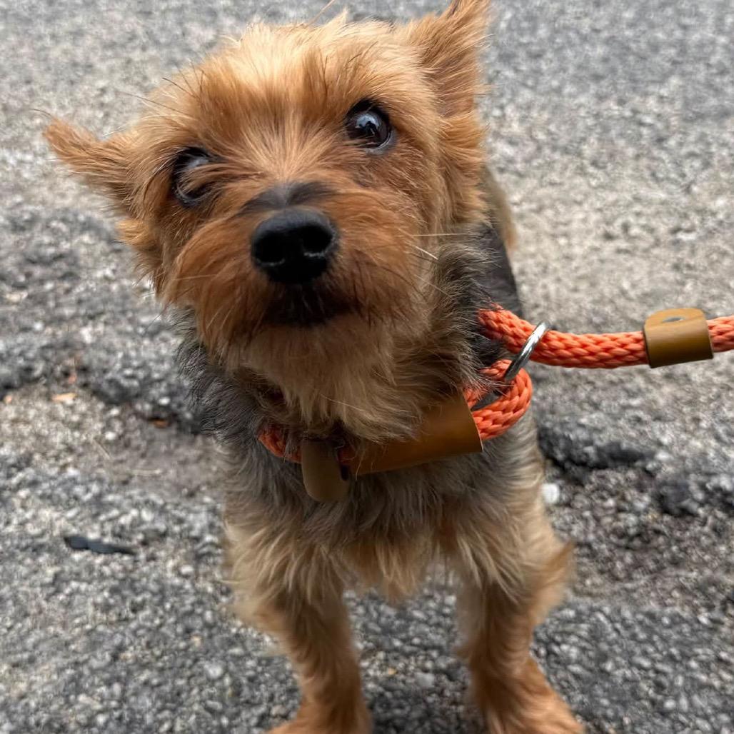 Enlarge Mimi, a Adoptable Yorkshire Terrier in Northbrook, IL image 2/3