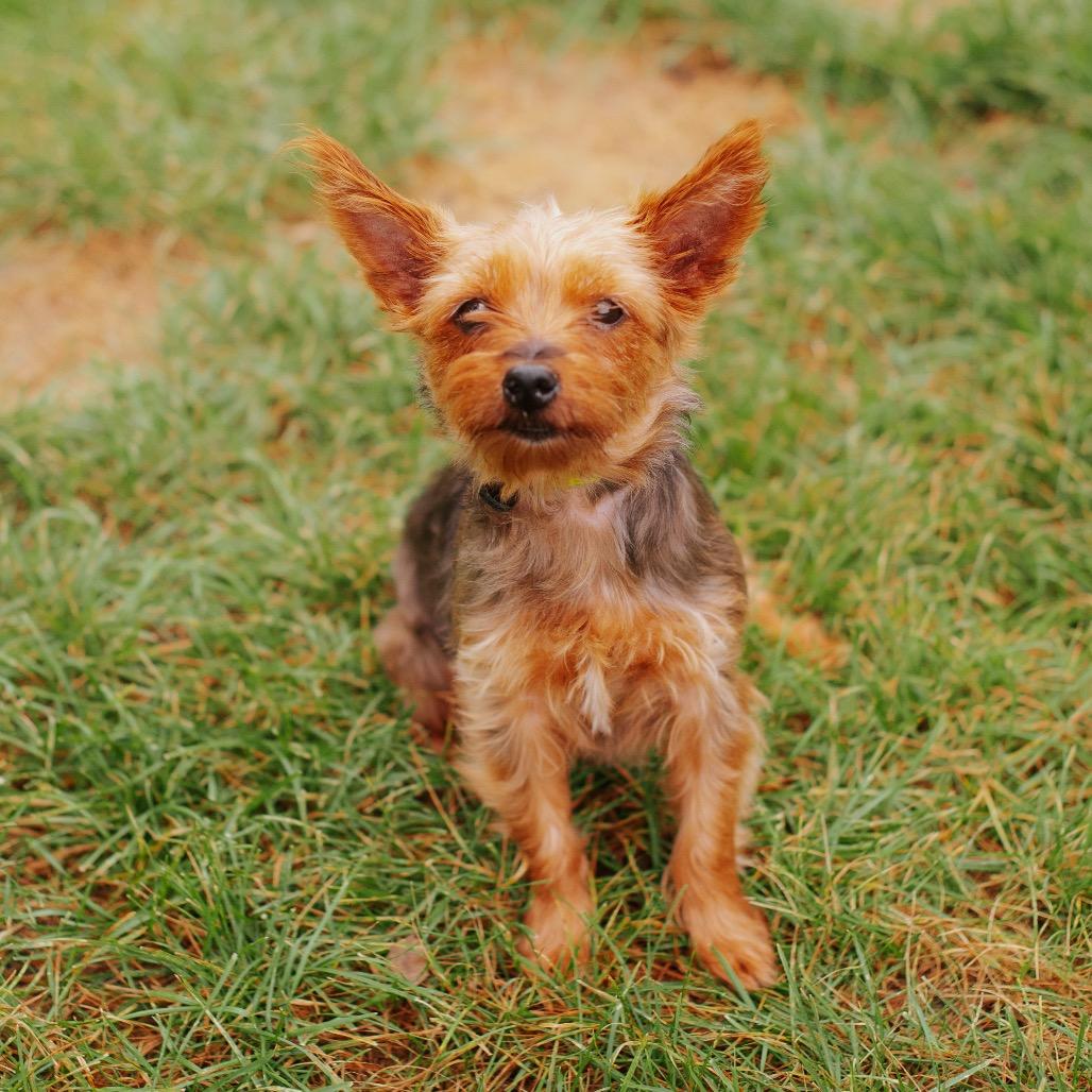 Enlarge Mimi, a Adoptable Yorkshire Terrier in Northbrook, IL image 3/3