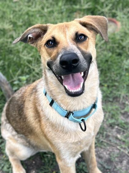 Moose — thumbnail 3