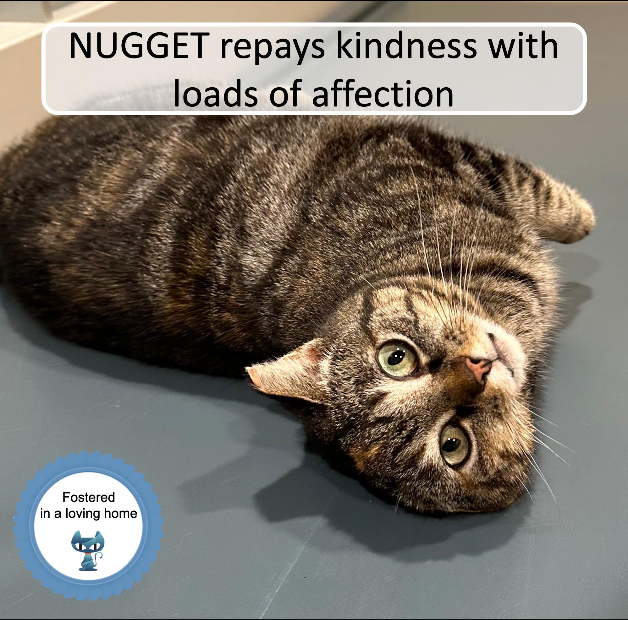 Enlarge Nugget, a Adoptable Tabby in Cincinnati, OH image 1/5