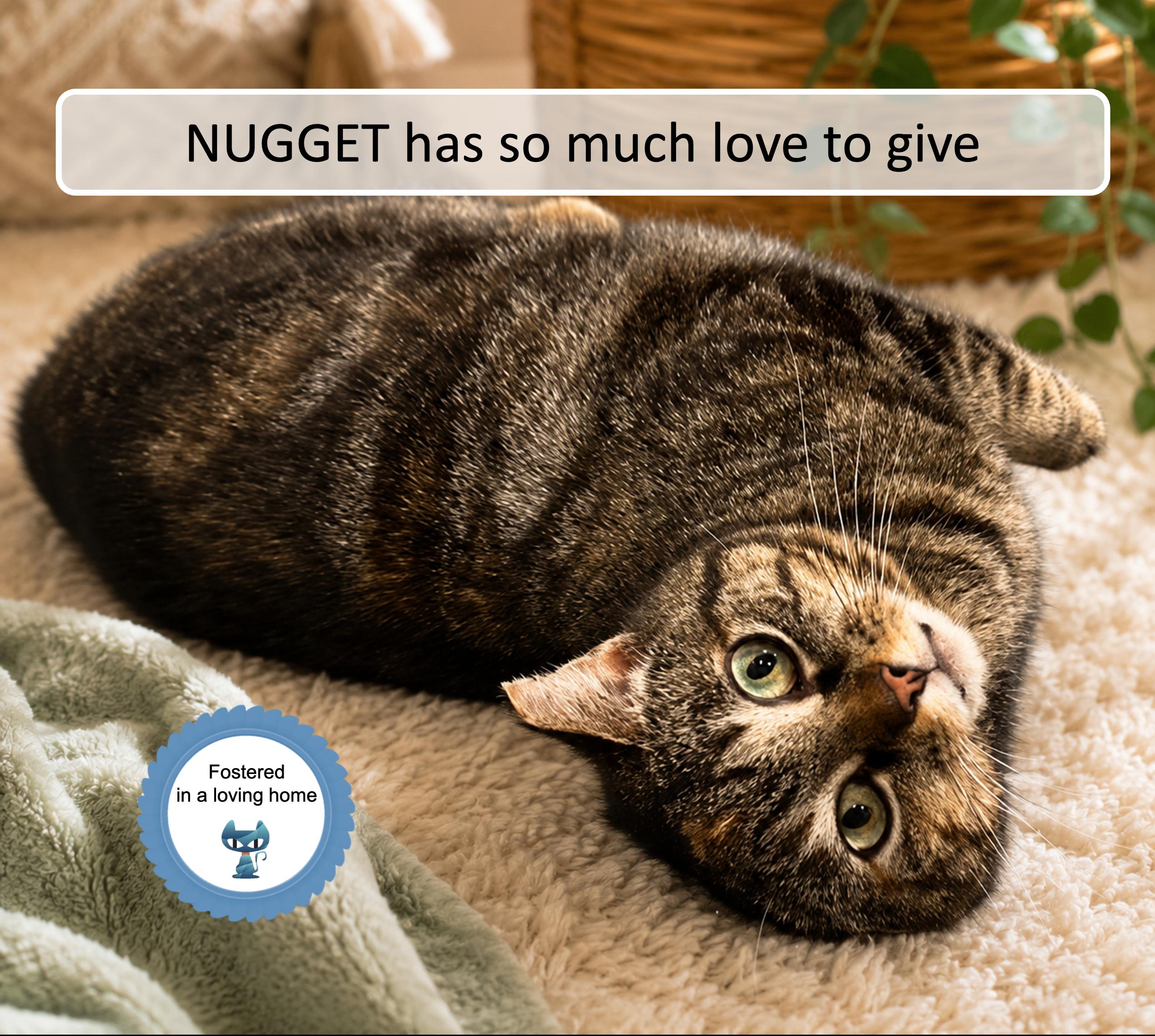Nugget, Adoptable, Young Female Tabby.
