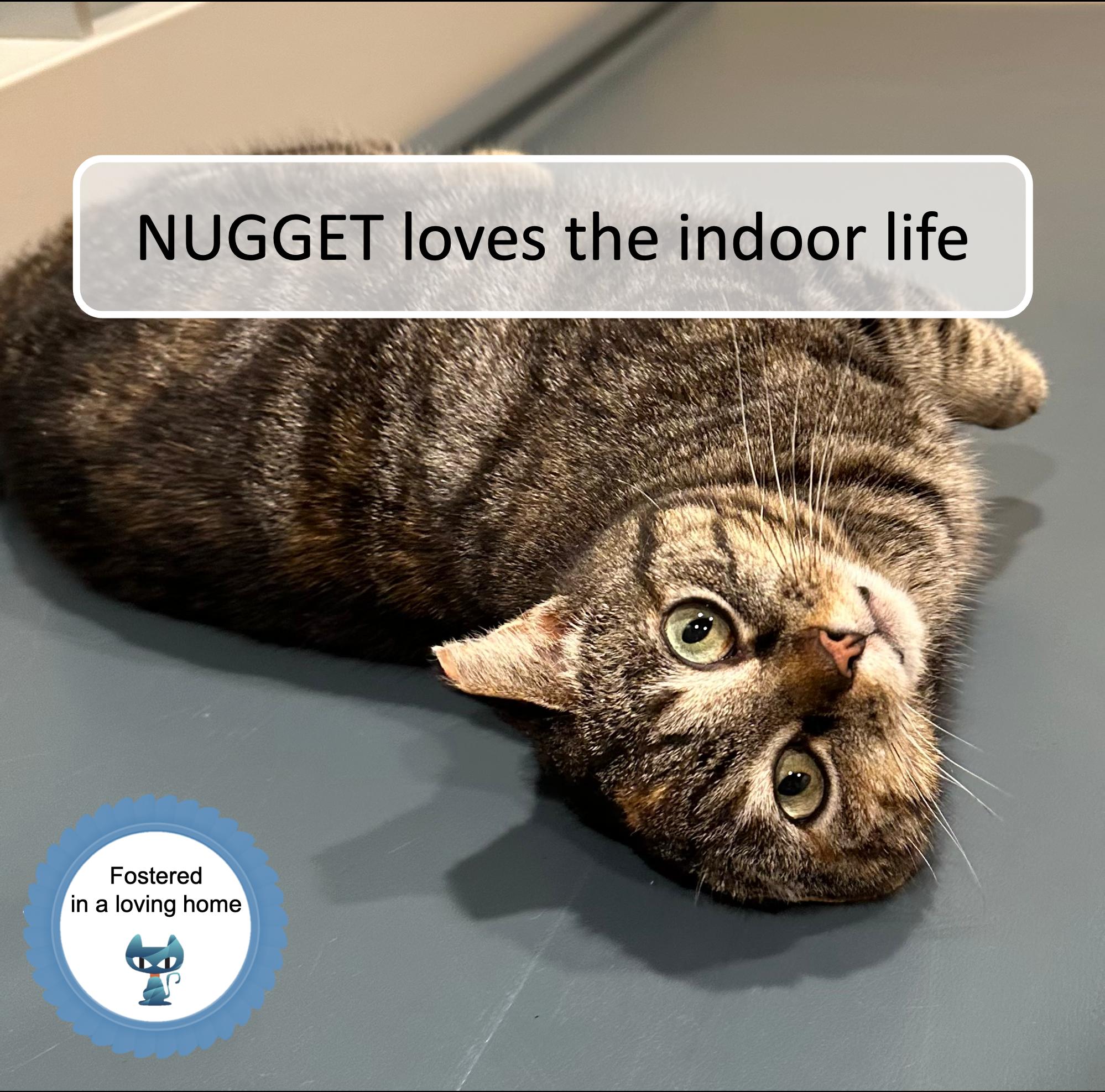 Nugget, Adoptable, Young Female Tabby.