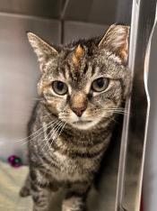 Enlarge Nugget, a Adoptable Tabby in Cincinnati, OH image 2/4