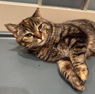 Enlarge Nugget, a Adoptable Tabby in Cincinnati, OH image 3/4