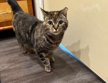 Enlarge Nugget, a Adoptable Tabby in Cincinnati, OH image 4/4