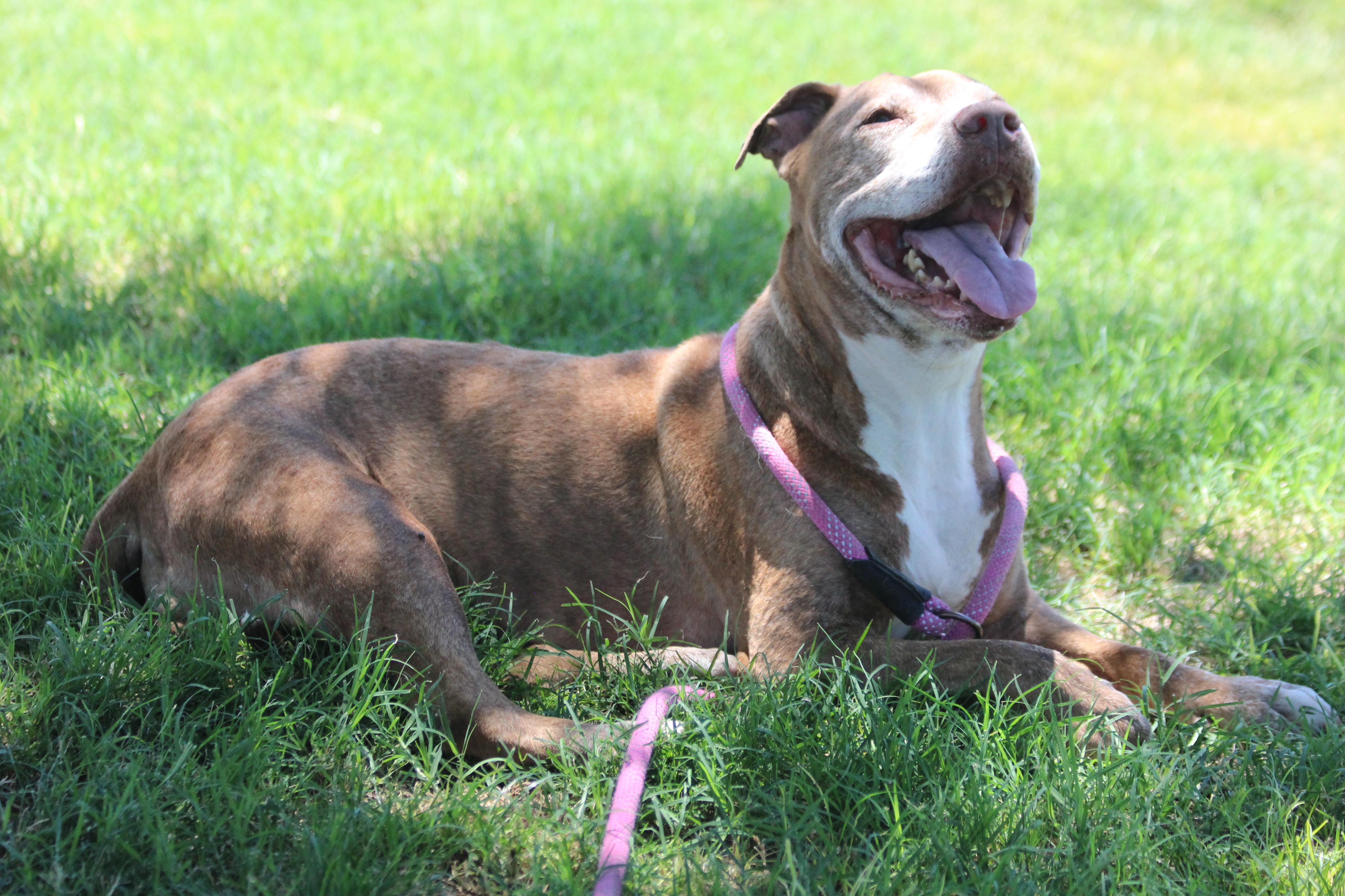 JULEP, an adoptable Pit Bull Terrier in Pearce, AZ, 85625 | Photo Image 6