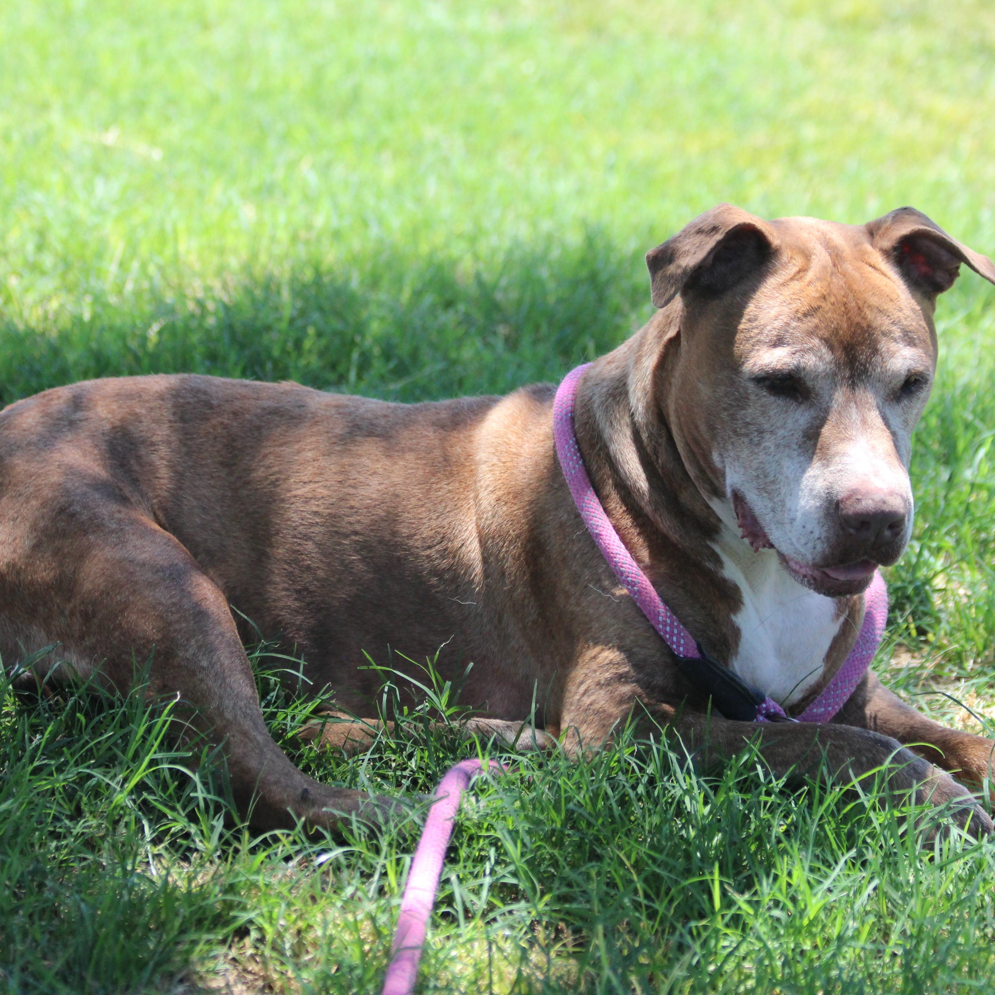 JULEP, an adoptable Pit Bull Terrier in Pearce, AZ, 85625 | Photo Image 3
